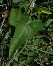 Calystegia purpurata Leaf